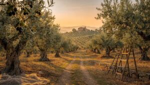 Dieta mediterranea patrimonio UNESCO: perché stiamo perdendo questa eredità proprio in Italia